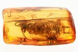 Detailed Fossil Cockroach (Blattodea) In Baltic Amber - Rare! #372493-1
